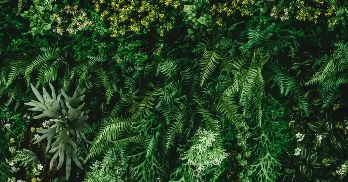 Lush green wall of ferns and foliage with small white flowers